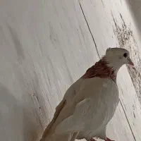 طوقی ماده.کبوتر.|پرنده|مسجد سلیمان, |دیوار