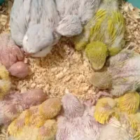 راهب سرلاکی دون خور