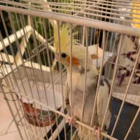 عروس هلندی|پرنده|تهران, مرادآباد|دیوار