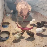 مرغ با جوجه ذات دار2/500|حیوانات مزرعه|تخت, |دیوار