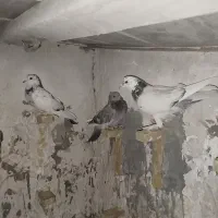 کفتر معلقی بالا رو