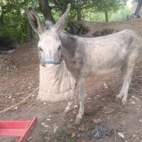 خر باری وسواری
