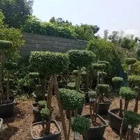 مورد پیوندی|گل و گیاه طبیعی|کلاچای, |دیوار
