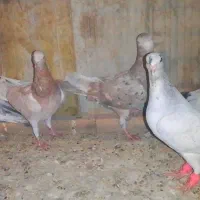 کبوتر هفترنگ نر و ماده|پرنده|اسفرورین, |دیوار