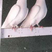 کفتر
