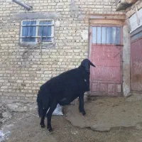 قوچ قره قزل