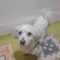 سگ پودل نر|سگ|سرخه حصار, |دیوار