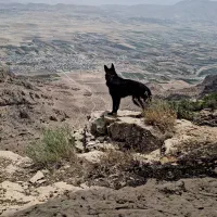 سگ ژرمن|سگ|شیراز, جانبازان|دیوار