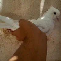 کفتر درجه یک