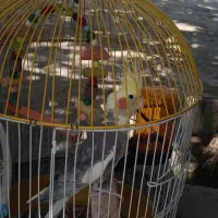 عروس هلندی