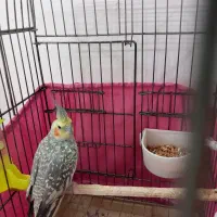عروس هلندی ماده