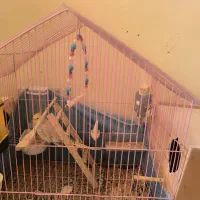 عروس هلندی|پرنده|آبدانان, |دیوار