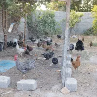 مرغ و خروس و بوقلمون محلی