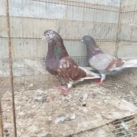 کبوترایرانی