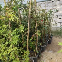 گل رونده رز،نسترن،پیچ یاس فروش یکجا ۷۵عدد