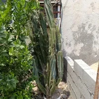 کاکتوس بزرگ وبلند