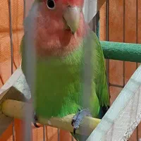 طوطی برزیلی|پرنده|قصرشیرین, |دیوار