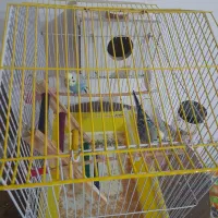 فروش یک جفت مرغ عشق آماده تخم گذاری