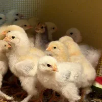 تخم نطفهدار لایت برهما اصیل مرغ جوجه خروس|حیوانات مزرعه|تهران, حافظیه|دیوار