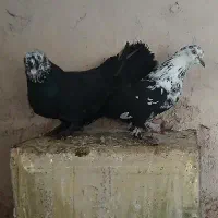 یک جفت نرو ماده کله سفید پاپری