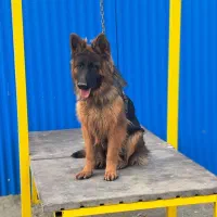 ژرمن شولاین نر 8 ماهه|سگ|شهریار, کهنز|دیوار