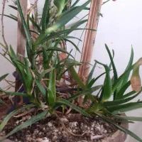 گل های آپارتمانی|گل و گیاه طبیعی|اردبیل, |دیوار