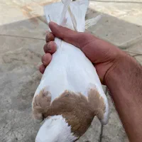طوقی نر|پرنده|قم, نیروگاه|دیوار