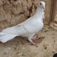 جوانه فری کاغذی دو خط