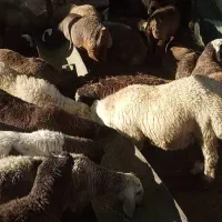 20جفت بره خوب|حیوانات مزرعه|سپیدان, |دیوار