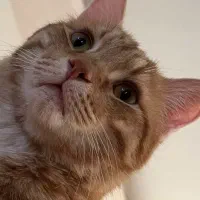 واگذاری|گربه|بیرجند, |دیوار