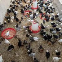 جوجه مرغ خروس سلطان پولند لهستانی زینتی کاکل پاپر|حیوانات مزرعه|رشت, حاجی آباد|دیوار