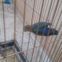 طوطی برزیلی|پرنده|قزوین, |دیوار