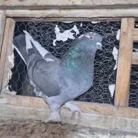 کبوتر اصفهانی بازیکن|پرنده|خمینیشهر, |دیوار