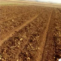 اجاره برای نهال