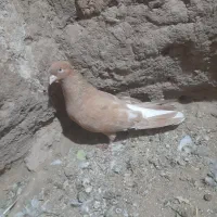 کبوتر|پرنده|طاغنکوه, |دیوار