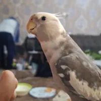 عروس هلندی گمشده. مژدگانی خوب