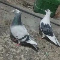 کفتر