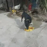 واگزاری سگ پاکوتاه قیمت 3500|سگ|بم, |دیوار