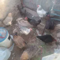 مرغ محلی|حیوانات مزرعه|جلگه ماژان, |دیوار