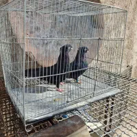 پلاکی و زاغ|پرنده|دهاقان, |دیوار