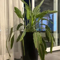 گیاه پرنده بهشتی