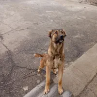 سگ سرابی نژاد عراقی نگهبان