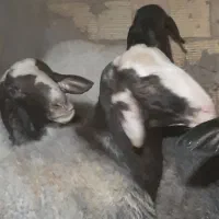 باسلام بره نرخوب وکم دنبه فروشی|حیوانات مزرعه|کاشان, فاز ۲ ناجی آباد|دیوار