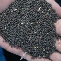 فروش کلزا و سویا و کافشه