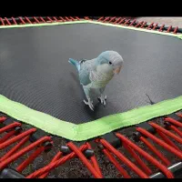 فروش ریباندر (جامپینگ) حرفه ای ،یونی جامپ ۶ ضلعی