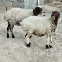 دوعددمیش جوان آبستن سه ماهه بشرط سونوگرافی۱