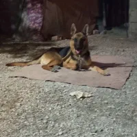 سگ ژرمن شولان اصل ماده یک ساله نیم حرف گوش کن