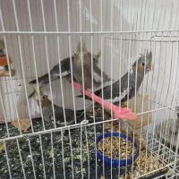 جوجه عروس هلندی