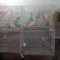 عروس آلبینو