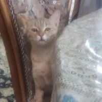 واگذاری گربه ماده هشت ماهه خونگی